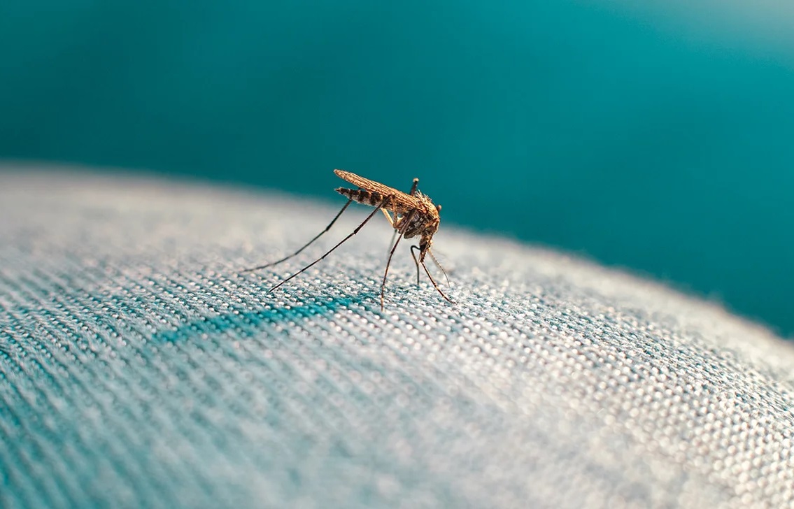 Bug & Mosquito Protection